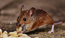 24 Hour & Emergency Exterminators in Schofer, PA